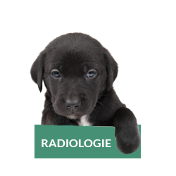 radiologie-chat-chien