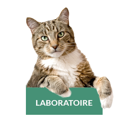 service-laboratoire-chat-chien
